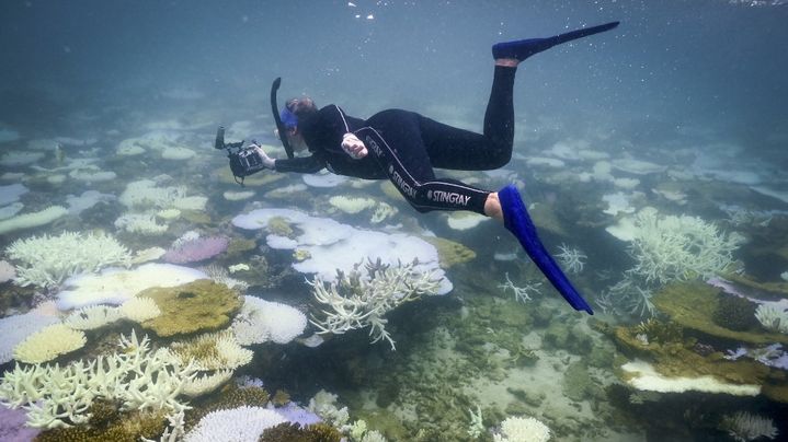 Une biologiste marine documente le blanchiment de la Grande Barrière de corail, au large de l'Australie, le 5 avril 2024. (DAVID GRAY / AFP)