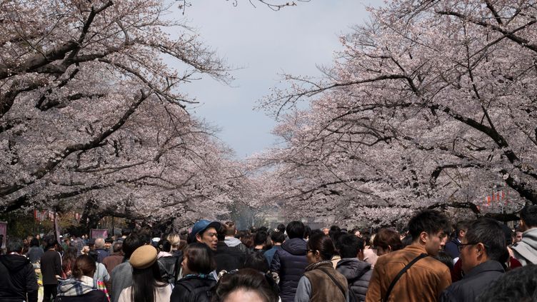 Des cerisiers en fleur à Tokyo, au Japon. Image d'illustration. (KAZUHIRO NOGI / AFP)