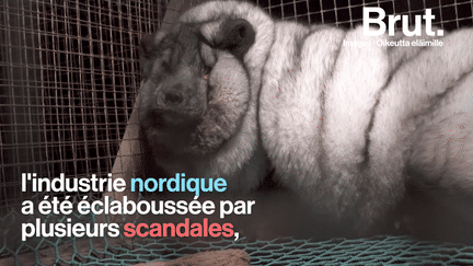 La Norvège, premier pays nordique à interdire l'élevage d'animaux à fourrure (BRUT)