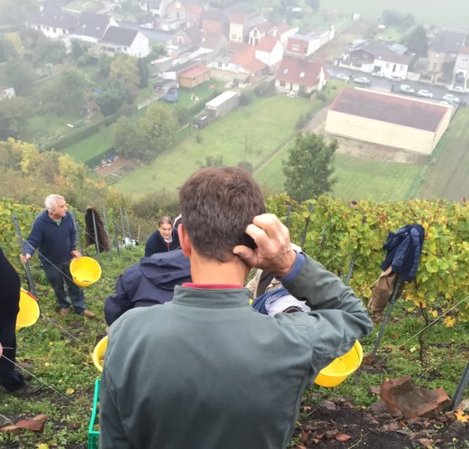 Des passionnés cultivent déjà de la vigne sur les flancs d'un terril d'Haillicourt (Pas-de-Calais).&nbsp; (O. PUCEK / DR)