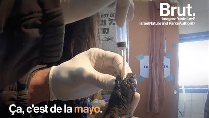 Pour sauver les tortues d'une marée noire, ces soignants d'un centre israélien utilisent un traitement très spécial : de la mayonnaise...