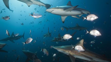 Des requins bord&eacute;s dans l'oc&eacute;an Indien, au large de l'Afrique du Sud. (DIRSCHERL REINHARD / AFP)