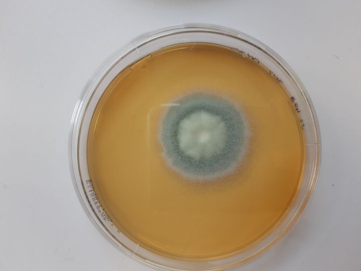 L'institut Pasteur étudie les champignons comme cet aspergillus. (SOLENNE LE HEN / RADIO FRANCE)