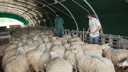 Vaccination against bluetongue in Maine-et-Loire. Illustrative photo (CHRISTIAN WATIER / MAXPPP)