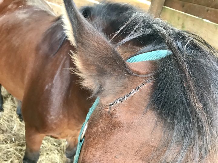 L'oreille mutilée du poney&nbsp;de Roxane. (NOEMIE BONNIN / RADIO FRANCE)