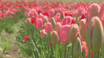 Haute-Vienne : des champs de tulipes en libre-service pour les habitants (France 3)