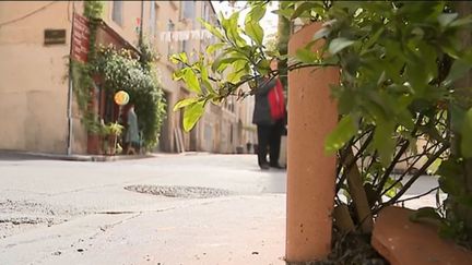 Montpellier : des plantes sur les trottoirs