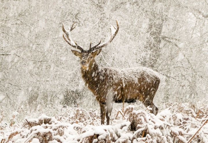 Le cerf des neiges.&nbsp; (© Joshua Cox, Wildlife Photographer of the Year 2022)