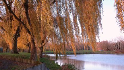 L'automne et sa symphonie de couleurs (MAXPPP)