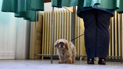 Un chien accompagne son maître dans l'isoloir. (MAXPPP)