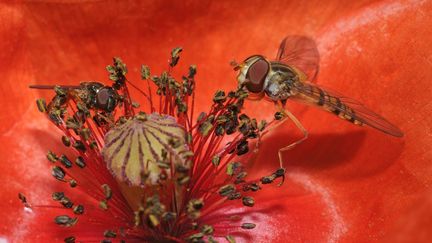 Deux syrphes ceinturés butinent dans un coquelicot, dans les Vosges. (MICHEL RAUCH / BIOSPHOTO / AFP)