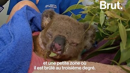 Soigné dans un hôpital pour koalas, l'animal gravement brûlé vient de recevoir la visite de celle qui l'a secouru. Voilà leurs retrouvailles.