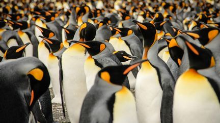 Des&nbsp;manchots royaux vivent dans de grandes colonies en Géorgie du Sud. (MAXPPP)