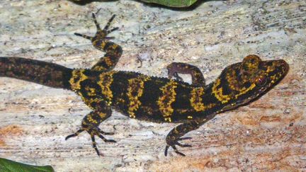 Le "Bumblebee gecko", d&eacute;couvert en mars 2010 en Papouasie Nouvelle-Guin&eacute;e. (U.S. GEOLOGICAL SURVEY)