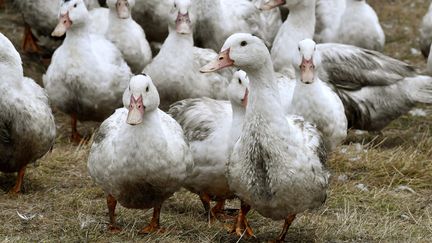 Élevage de canards à Bourriot-Bergonce (Landes), le 22 février 2017 (GEORGES GOBET / AFP)