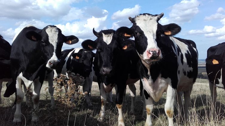 A herd of cows in a meadow in Meurthe-et-Moselle.  (LAURENT WATRIN / RADIO FRANCE)