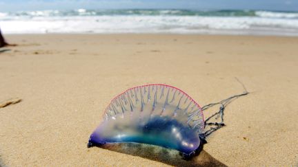 Une physalie, animal marin venimeux. (JEAN PIERRE MULLER / AFP)