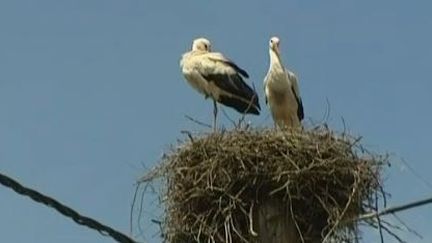 La cigogne normande, un nouvel argument touristique dans la région