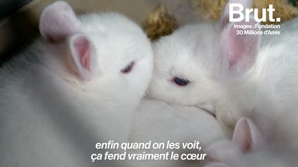 VIDEO. Plus de 5700 lapins, hamsters et autres animaux de compagnie laissés à l'abandon dans un élevage français (BRUT)