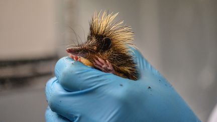 Un zoo britannique a présenté ses nouveaux pensionnaires : de petits animaux, originaires de Madagascar, parents des hérissons et des musaraignes.