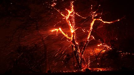 Un arbre dévoré par le "Kincade Fire", le 24 octobre 2019, à Geyserville (Etats-Unis). (JUSTIN SULLIVAN / GETTY IMAGES NORTH AMERICA / AFP)