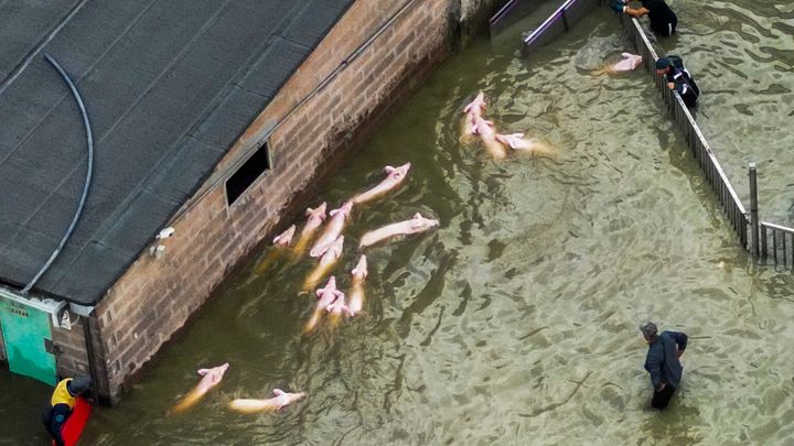 Une dizaine de porcs se sont retrouvés coincés par l'inondation de leur enclos, dans une ferme de Lugo, en Italie, le 18 mai 2023. (ANDREAS SOLARO / AFP)