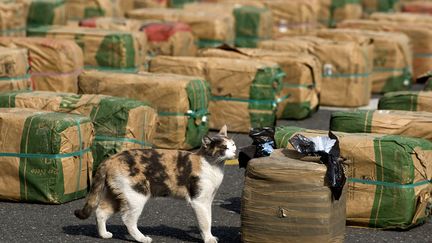 Un chat renifle des paquets contenant de la marijuana avant leur pr&eacute;sentation &agrave; la presse &agrave; Cali (Colombie), le 15 f&eacute;vrier 2012. (LUIS ROBAYO / AFP)