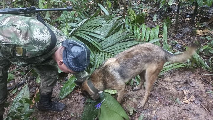 Un chien et un militaire colombien identifient une paire de ciseaux retrouvée dans la forêt, le 17 mai 2023, en Colombie. (COLOMBIAN ARMY / AFP)