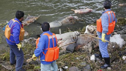 Plus de&nbsp;900 cadavres de cochons sont rep&ecirc;ch&eacute;s dans la rivi&egrave;re Huangpu qui coule pr&egrave;s de Shanghai (Chine), le 10 mars 2013. (REUTERS)