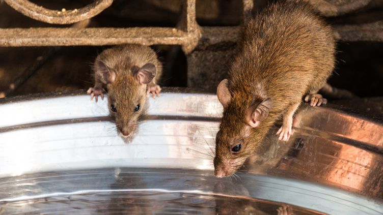 Les rats font les mêmes erreurs logiques que nous