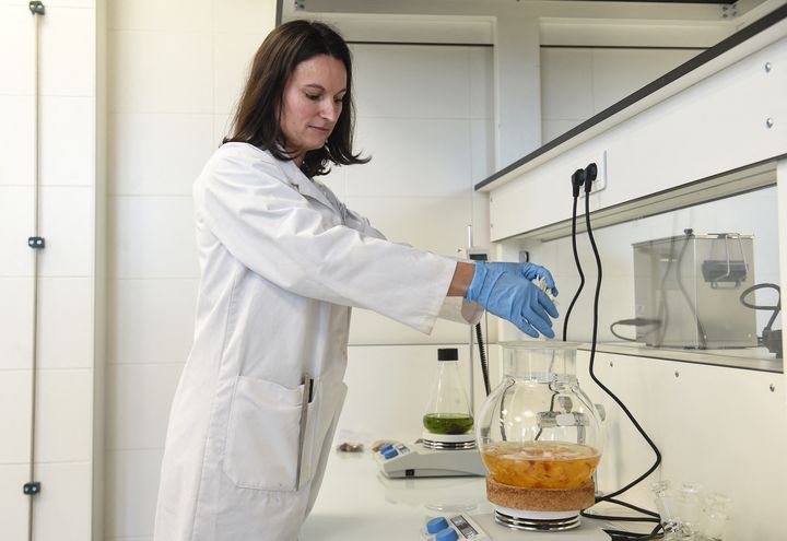 La distillation de&nbsp;fleurs de camélias produites dans les plantations de&nbsp;Gaujacq dans les Landes, le 10 mars 2021 (GAIZKA IROZ / AFP)