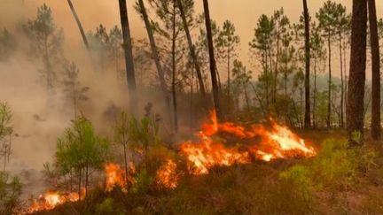 Incendies en Gironde : une reprise de feu très virulente à Landiras