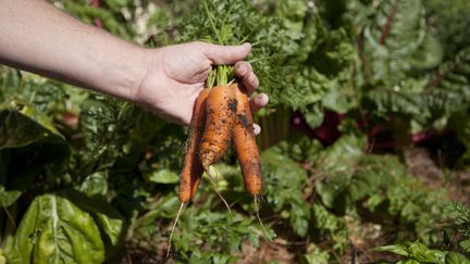 C'est la qualité du semis et de la terre qui fait la carotte toute biscornue ou au contraire bien droite.&nbsp; (GETTY IMAGES)