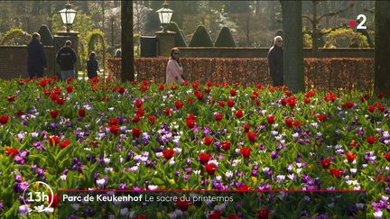 Pays-Bas : les tulipes du parc de Keukenhof sacrent le printemps (FRANCE 2)