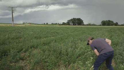 Agriculture : quand l’herbe protège les cultures (France 2)