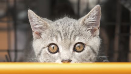 Cinquante chats ont &eacute;t&eacute; &eacute;quip&eacute;s de GPS et de minicam&eacute;ras pour observer leur activit&eacute; dans la journ&eacute;e. Le r&eacute;sultat de cette &eacute;tude britannique a &eacute;t&eacute; publi&eacute;e le 13 juin 2013. (101CATS / GETTY IMAGES)