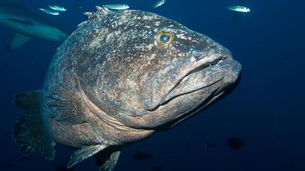 Un m&eacute;rou dans l'archipel des Kermadec (Nouvelle-Z&eacute;lande), sur une photo publi&eacute;e par&nbsp;l'Institut national de l'eau n&eacute;o-z&eacute;landais le 29 septembre 2015. (MALCOLM FRANCIS / NATIONAL INSTITUTE OF WATER / AFP)