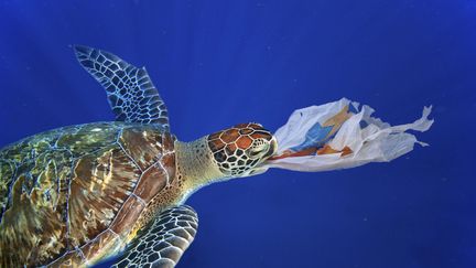 Les tortues de mer prennent les sacs plastiques pour des méduses, un de&nbsp;leurs aliments. (PAULO DE OLIVEIRA / MAXPPP)