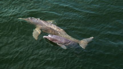 Ile de Ré : 29 dauphins pris au piège ont pu être sauvés