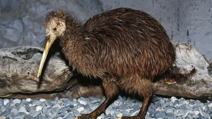 Un kiwi en Nouvelle-Zélande. (DEA / C.DANI / I.JESKE / DE AGOSTINI EDITORIAL via GETTYIMAGES)