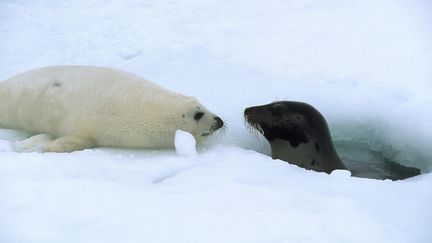 Ils sont 162 phoques &agrave; avoir &eacute;t&eacute; tu&eacute;s en 2011 par un nouveau virus de la grippe aviaire, sur les c&ocirc;tes nord-est des Etats-Unis. (MARTIN HARVEY / PETER ARNOLD / GETTY IMAGES)