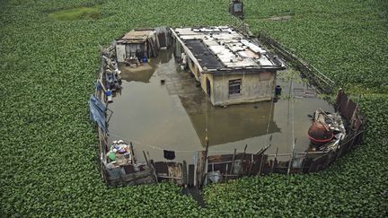 Dans la lagune de Lagos, la jacinthe d'eau envahit tout l'espace même dans très peu d'eau. Elle est si dense à certains endroits qu'on peut marcher dessus sans s'enfoncer. En première ligne, les bidonvilles de cette ville de 21 millions d'habitants.  (Akitunde AKINLEYE / REUTERS)