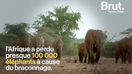 L'Afrique a perdu près de 100 000 éléphants à cause du braconnage entre 2006 et 2015. Pour son film, le réalisateur Jon Kasbe a passé près de 4 ans au Kenya, où il a suivi des trafiquants d'ivoire et des rangers. Il raconte ce qu'il a vu.