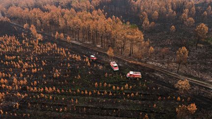 Vue aréienne de la forêt brûlée en juillet près de Landiras en Gironde. (THIBAUD MORITZ / AFP)