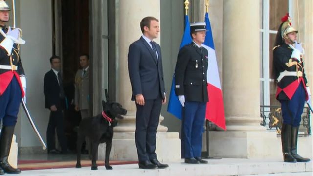 Macron adopte un labrador croisé de griffon, Nemo