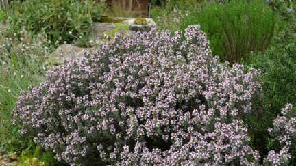 Le thym est aussi utile en cuisine qu'au jardin où il forme de jolis tapis ou coussins fleuris.&nbsp; (ISABELLE MORAND / RADIO FRANCE / FRANCE INFO)