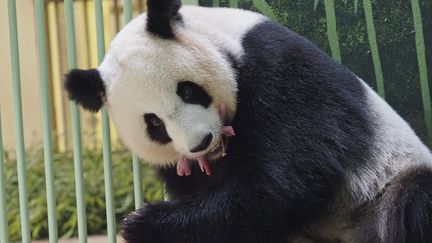 La femelle panda Huan Huan porte ses bébés à l'intérieur de son enclos au zoo de Beauval à Saint-Aignan-sur-Cher, dans le centre de la France, le 1er août 2021. (GUILLAUME SOUVANT / AFP)