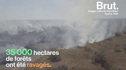 Des milliers d'hectares de forêts ravagés par les flammes, c'est la menace qui pèse sur les peuples indigènes d'Amérique latine. Voici comment ils tentent de sauver cet écosystème.