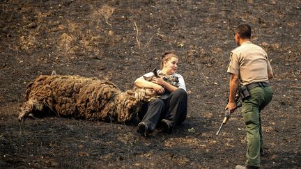 Une vétérinaire réconforte un lama blessé dans les incendies et sur le point d'être euthanasié, le 21 août 2020, à Vacaville (Californie). (NOAH BERGER/AP/SIPA)