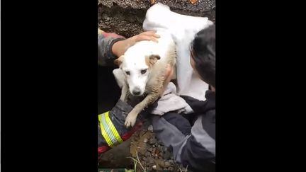 Gaïa, une Jack Russel, a été sauvée par des pompiers suisses à la fin du mois d'août après s'être coincée dans un tuyau de canalisation. (Capture d'écran Facebook)